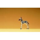 Zebrafohlen
